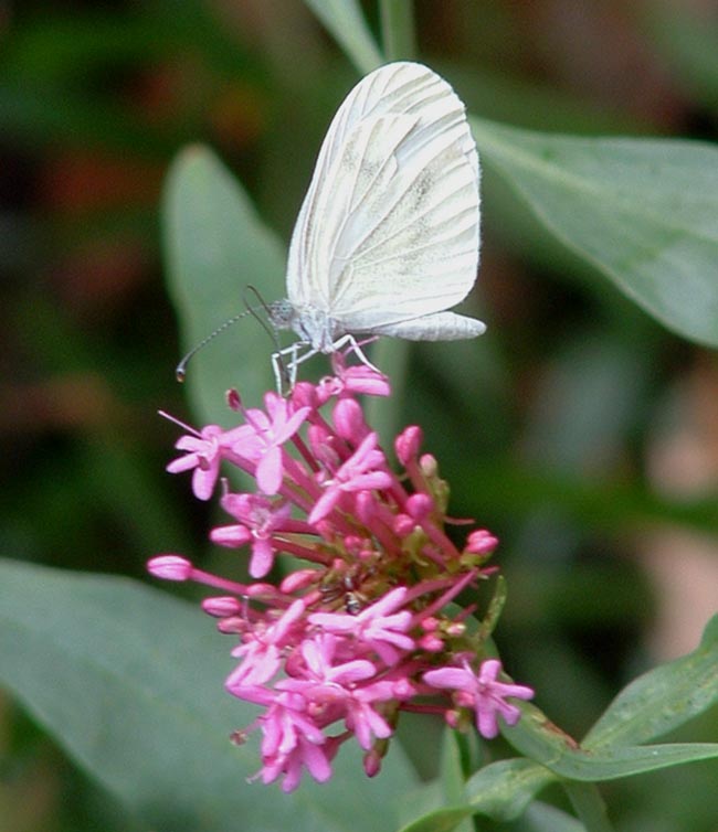 Leptidea sinapis